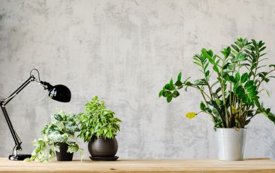 Wallpaper Replacement in Roswell, GA